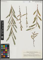 Foto von Salix purpurea L.